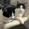 leoandcharliecats