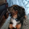 ilovemydogasher