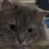 rikimitarou