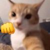 opalcat