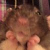 i._.love._.rats._.hehe