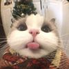 itsgaameowww