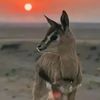 gazelle803