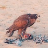 هاوي الطير 🦅 والمقناص 🦅 ٠