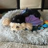 sammy