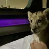ماهر Maher