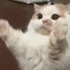 bohfmjrvf
