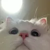 s1p0ftea