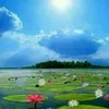 wdadarsalgmail.com