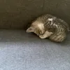 meow.ng.ngy