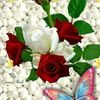 .mariam6723