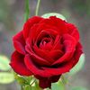 shahid.hasan.gous