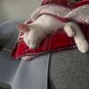 elliecat606