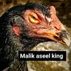 malikalihassanaseelking