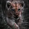 obaedi.811