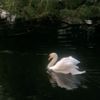 slowmo.boy9
