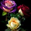 hajihameed7866
