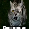 koshka69x