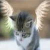 tsuippa