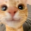 kiwi_srto
