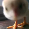 _okmemay_