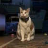 billthecat444