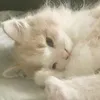 stupid_cat16