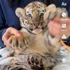 Baby Tiger