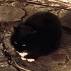 tinyjnie