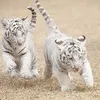 おじゃまる