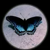 alihossein537