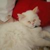 simsima.asmaa
