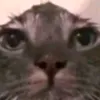 piechoco93