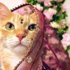 muslimah.233