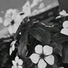 lorinaaaleniccc
