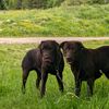 Labrador_chocolate_
