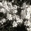 iloveflower52
