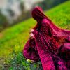 nabiha67182