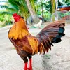 hai.nguyn7612