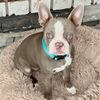 lulu_baby_boston