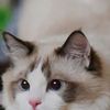 2772mila