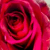 raqaya9_