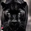 blackpantherr75