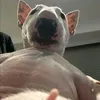 ahjnsshksmesvsh