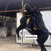 alnadeerah88