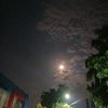 ngikan11
