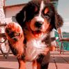 adopt.me.preppyxx10
