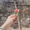 ruqayya.khan2