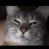 littlegreyash