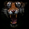 tiger_born_2bfree